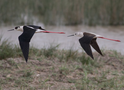 Styltlpare [Black-winged Stilt] IMGL5091.jpg