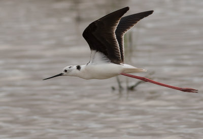 Styltlpare [Black-winged Stilt] IMGL5107.jpg