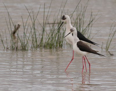Styltlpare [Black-winged Stilt] IMGL5130.jpg
