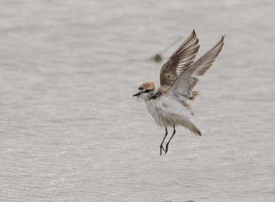 Svartbent strandpipare [Kentish plover] IMGL5164.jpg