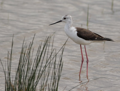 Styltlpare [Black-winged Stilt] IMGL5237.jpg
