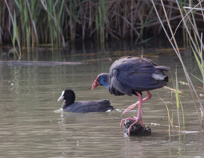 Purpurhna [Purple Swamphen] IMGL5272.jpg