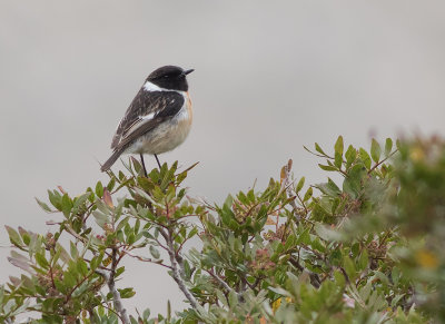 Svathakad buskskvtta [Stonechat] IMGL5353.jpg