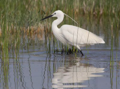 Silkeshger [Little Egret] IMGL5539.jpg