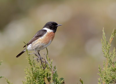 Svathakad buskskvtta [Stonechat] IMGL5715.jpg