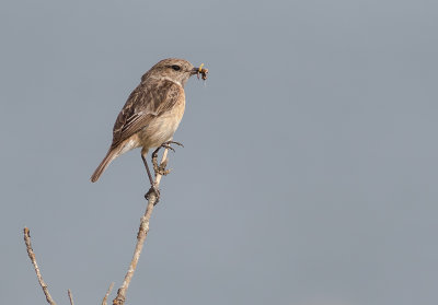 Svathakad buskskvtta [Stonechat] IMGL5781.jpg
