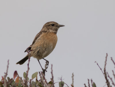 Svathakad buskskvtta [Stonechat] IMGL5808.jpg