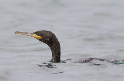 Storskarv [Great cormorant] IMGL5942.jpg