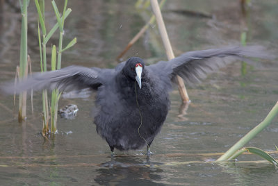 Kamsothna [Red-knobbed coot] IMGL5997.jpg