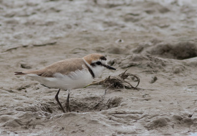 Svartbent strandpipare [Kentish plover] IMGL6112.jpg