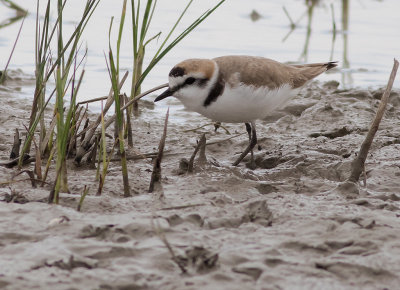 Svartbent strandpipare [Kentish plover] IMGL6125.jpg