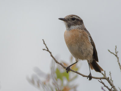 Svathakad buskskvtta [Stonechat] IMGL6194.jpg