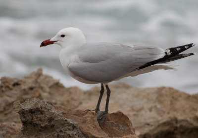 Rdnbbad trut [Audouins Gull] IMGL6278.jpg