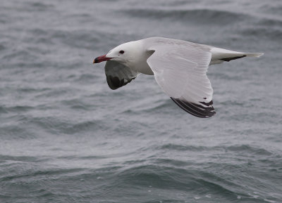 Rdnbbad trut [Audouins Gull] IMGL6317.jpg
