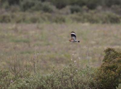 Hrfgel [Hoopoe] IMGL6496.jpg
