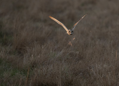 Jorduggla [Short-eared Owl] IMGL7113.jpg