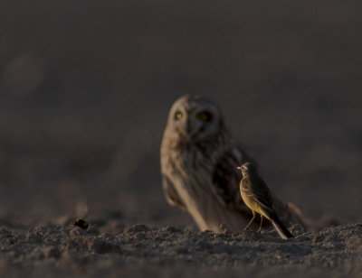Jorduggla [Short-eared Owl] IMGL7335.jpg
