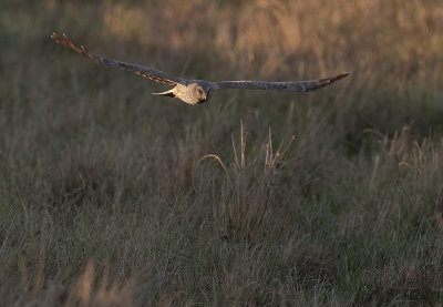 Bl krrhk [Hen Harrier] IMGL7064.jpg