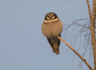 Hkuggla [Northern Hawk Owl] (IMGL3903)