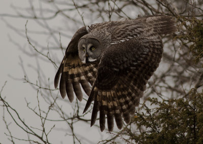 Lappuggla [Great Grey Owl] (IMGL4180)