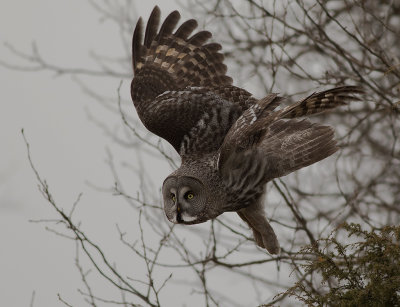 Lappuggla [Great Grey Owl] (IMGL4181)