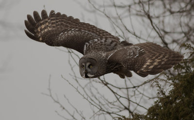 Lappuggla [Great Grey Owl] (IMGL4182)