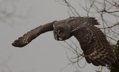 Lappuggla [Great Grey Owl] (IMGL4183)