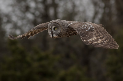 Lappuggla [Great Grey Owl] (IMGL4184)