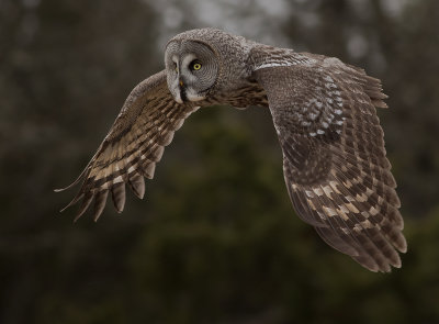 Lappuggla [Great Grey Owl] (IMGL4185)