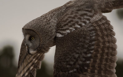 Lappuggla [Great Grey Owl] (IMGL4207)