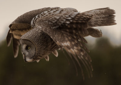 Lappuggla [Great Grey Owl] (IMGL4208)