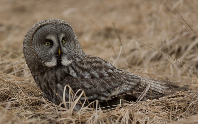 Lappuggla [Great Grey Owl] (IMGL4229)