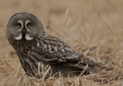 Lappuggla [Great Grey Owl] (IMGL4241)