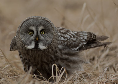 Lappuggla [Great Grey Owl] (IMGL4247)