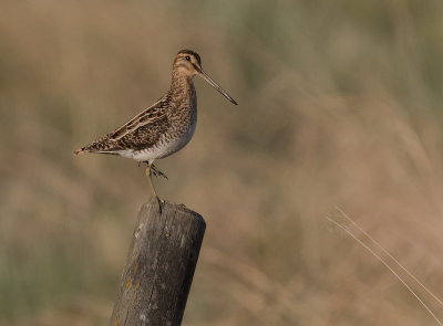 Enkelbeckasin [Common Snipe] (IMGL7043)