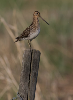 Enkelbeckasin [Common Snipe] (IMGL7182)