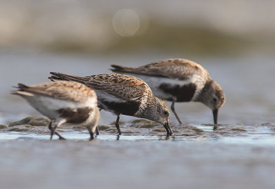 Krrsnppa  [Dunlin] IMGL0492.jpg