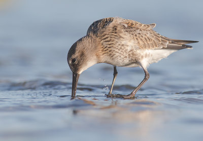 Krrsnppa  [Dunlin] IMGL0979.jpg