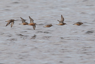 Kustsnppa [Red Knot] IMGL0151.jpg