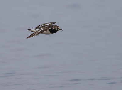 Roskarl [Ruddy Turnstone] IMGL7949.jpg
