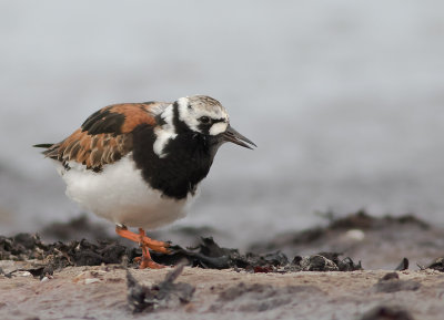 Roskarl [Ruddy Turnstone] IMGL8179.jpg