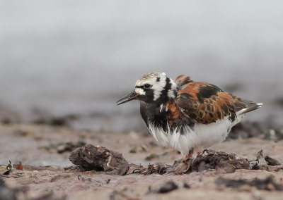 Roskarl [Ruddy Turnstone] IMGL8194.jpg