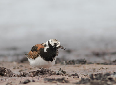 Roskarl [Ruddy Turnstone] IMGL8197.jpg