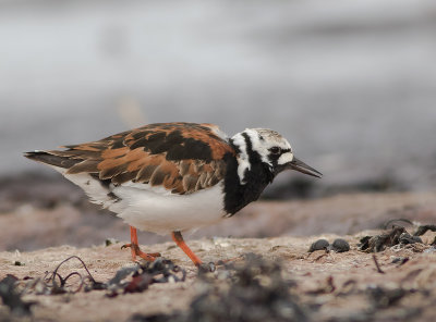 Roskarl [Ruddy Turnstone] IMGL8223.jpg