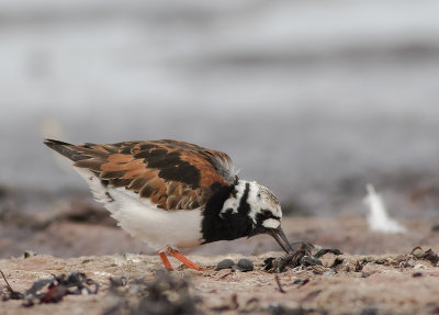 Roskarl [Ruddy Turnstone] IMGL8227.jpg