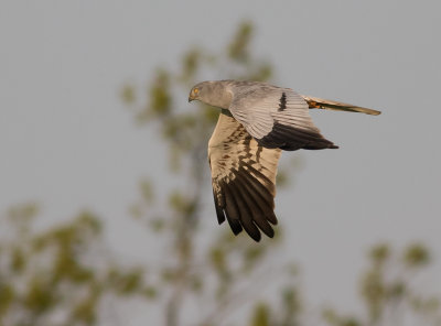 ngshk  [Montague's Harrier] IMGL9024.jpg