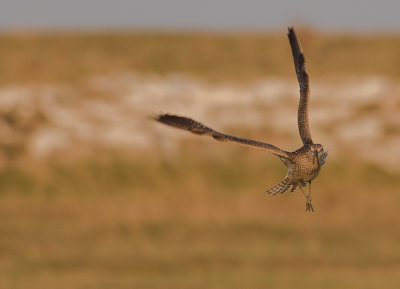 Smspov [Whimbrel] IMGL1496.jpg