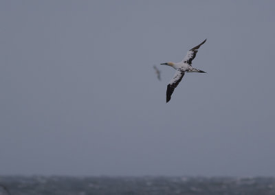 Havssula [Northern Gannet] IMGL1735.jpg