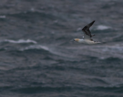 Havssula [Northern Gannet] IMGL1754.jpg