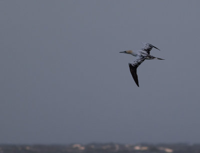 Havssula [Northern Gannet] IMGL1756.jpg